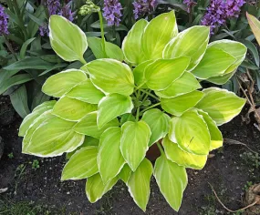 Platinum Tiara Hosta