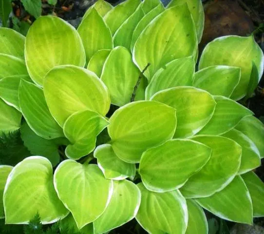 Platinum Tiara Hosta